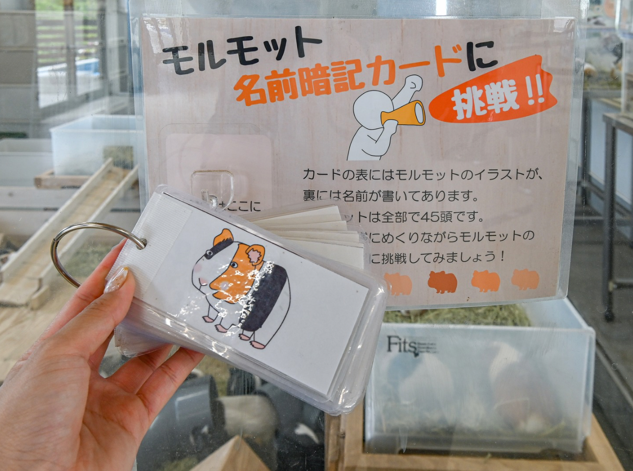 浜松市動物園_モルモット名前暗記