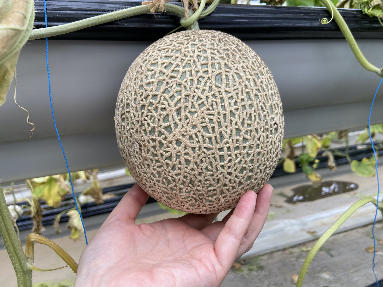 伊豆フルーツパーク