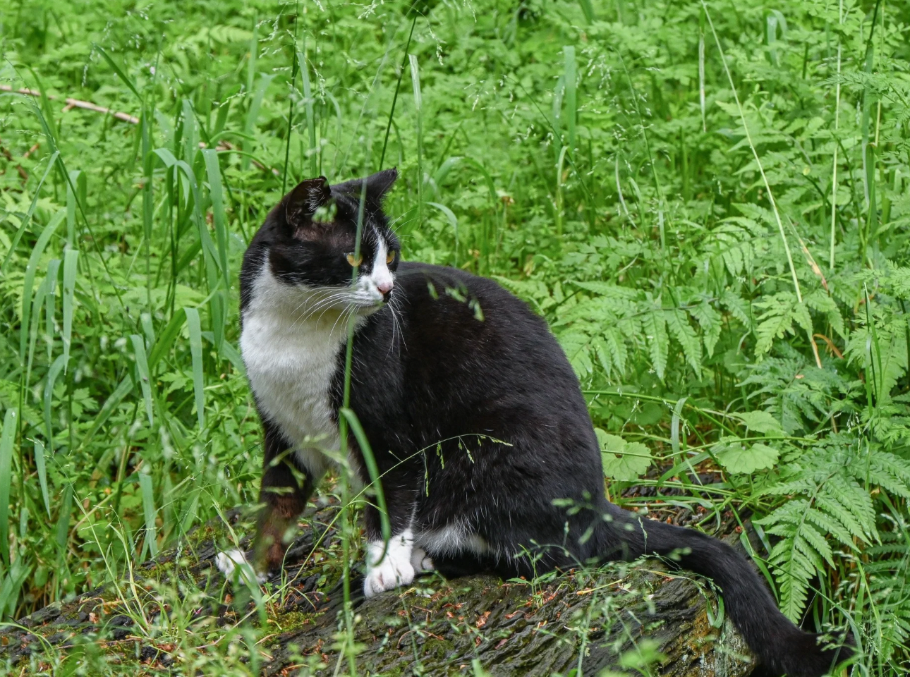 はままつフラワーパーク_地域猫