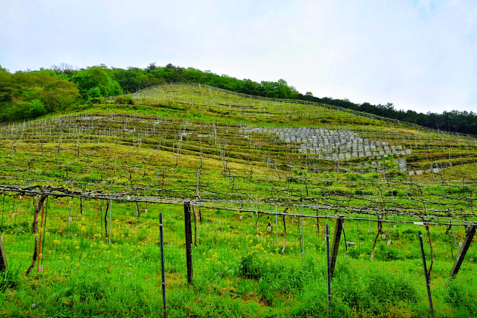 ココ・ファーム・ワイナリー_葡萄畑