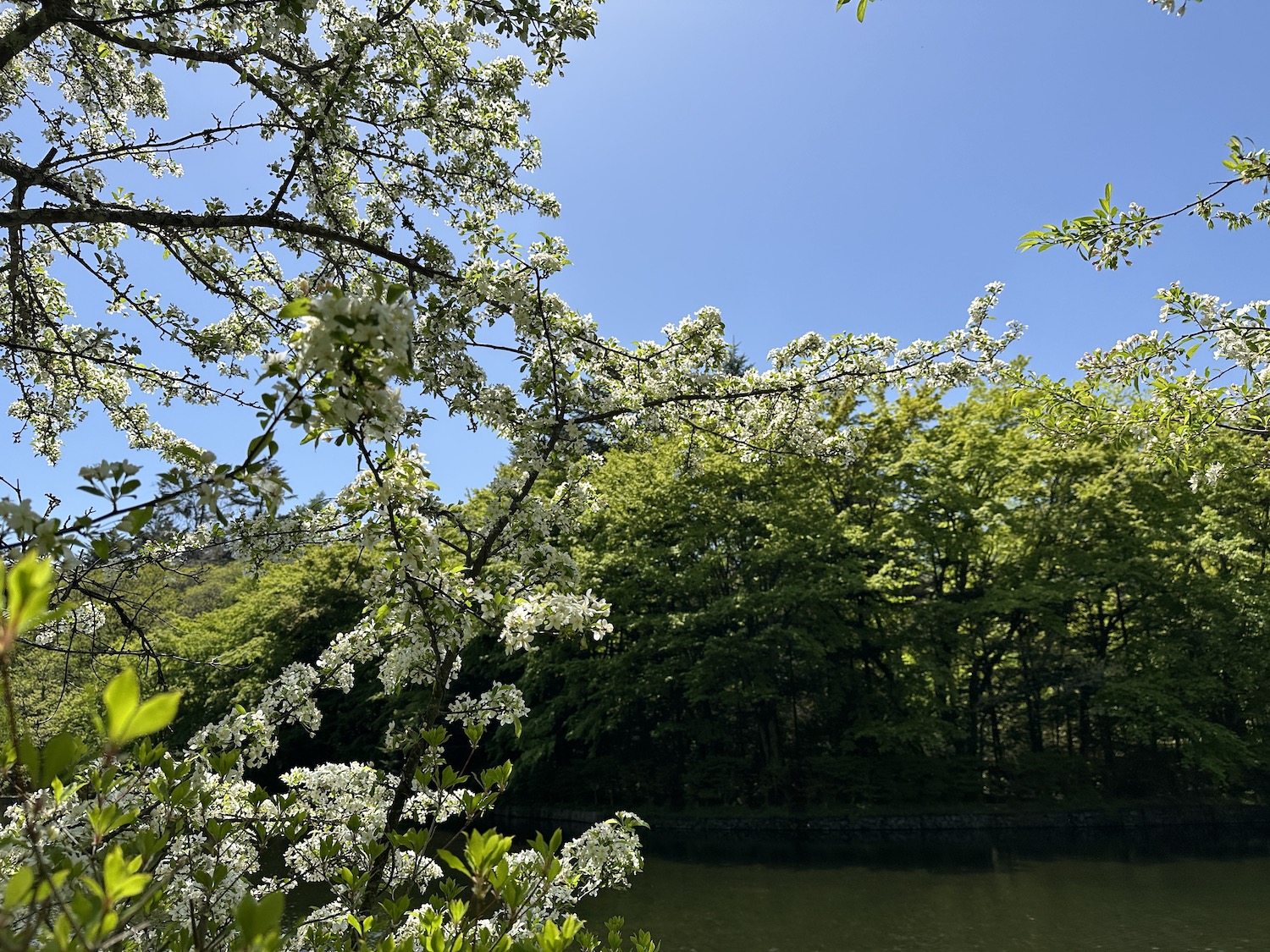 雲場池5