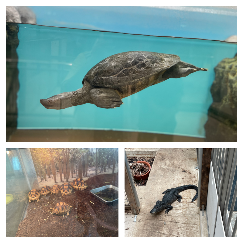 野毛動物園亀とワニ