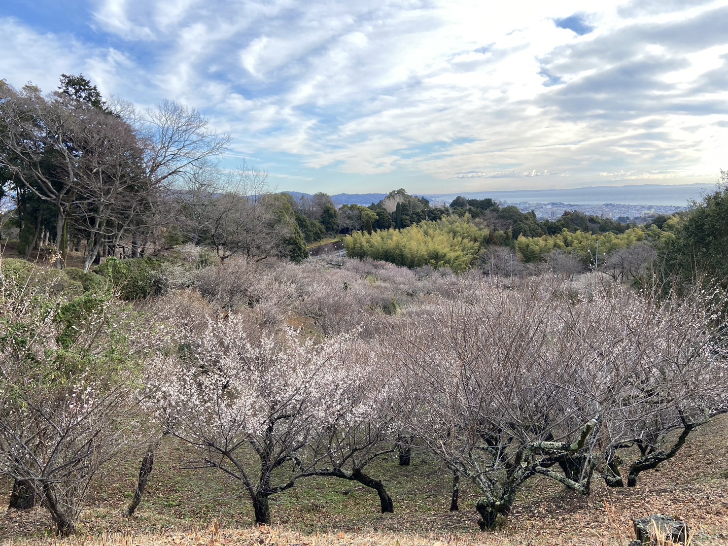 辻󠄀村植物公園2