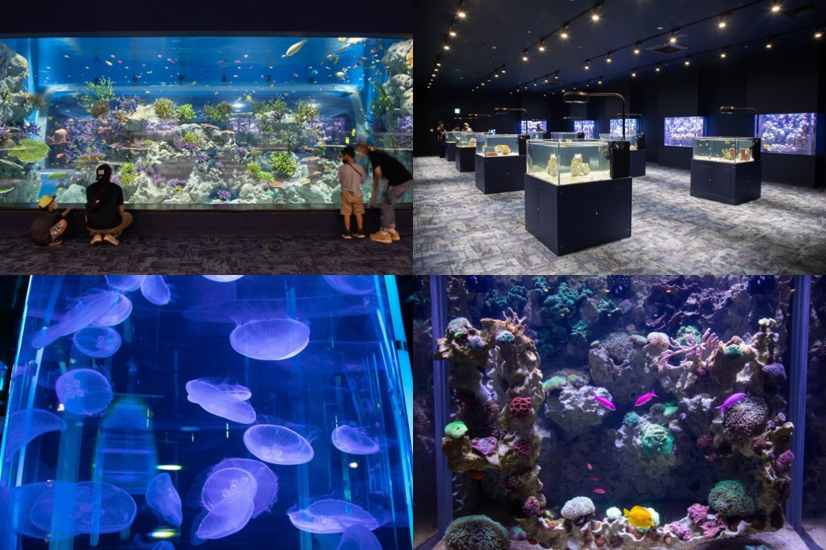 DMM水族館沖縄