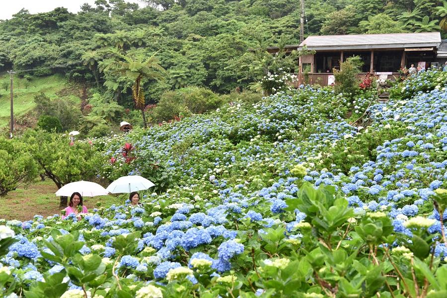 よへなあじさい園_沖縄