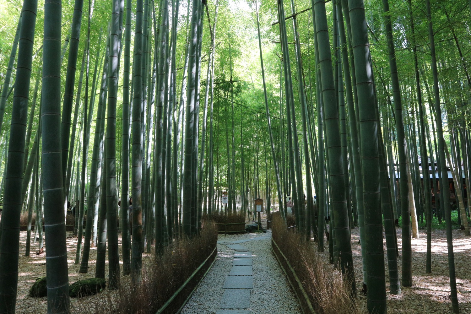 報国寺3