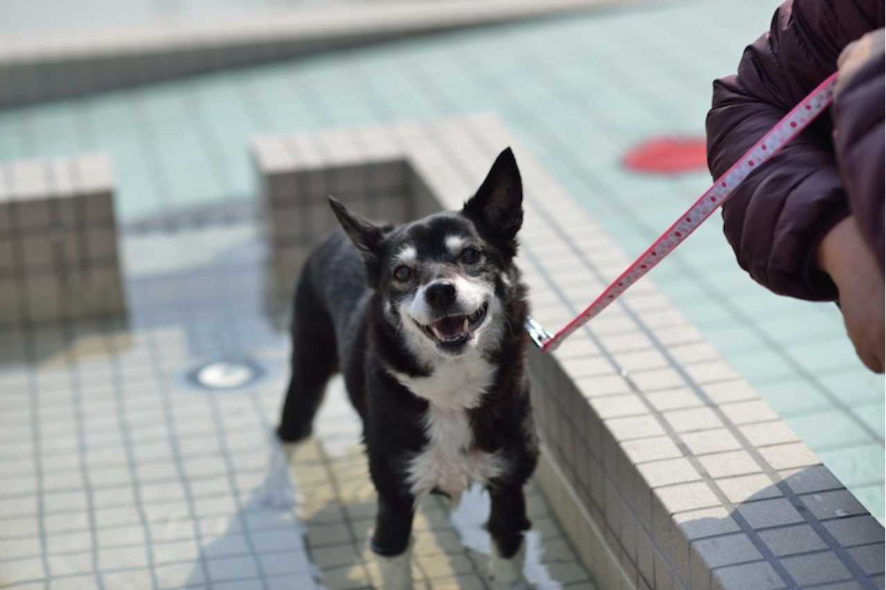 愛犬と一緒に楽しめる道の駅「伊東マリンタウン」足湯に海上クルーズを楽しもう