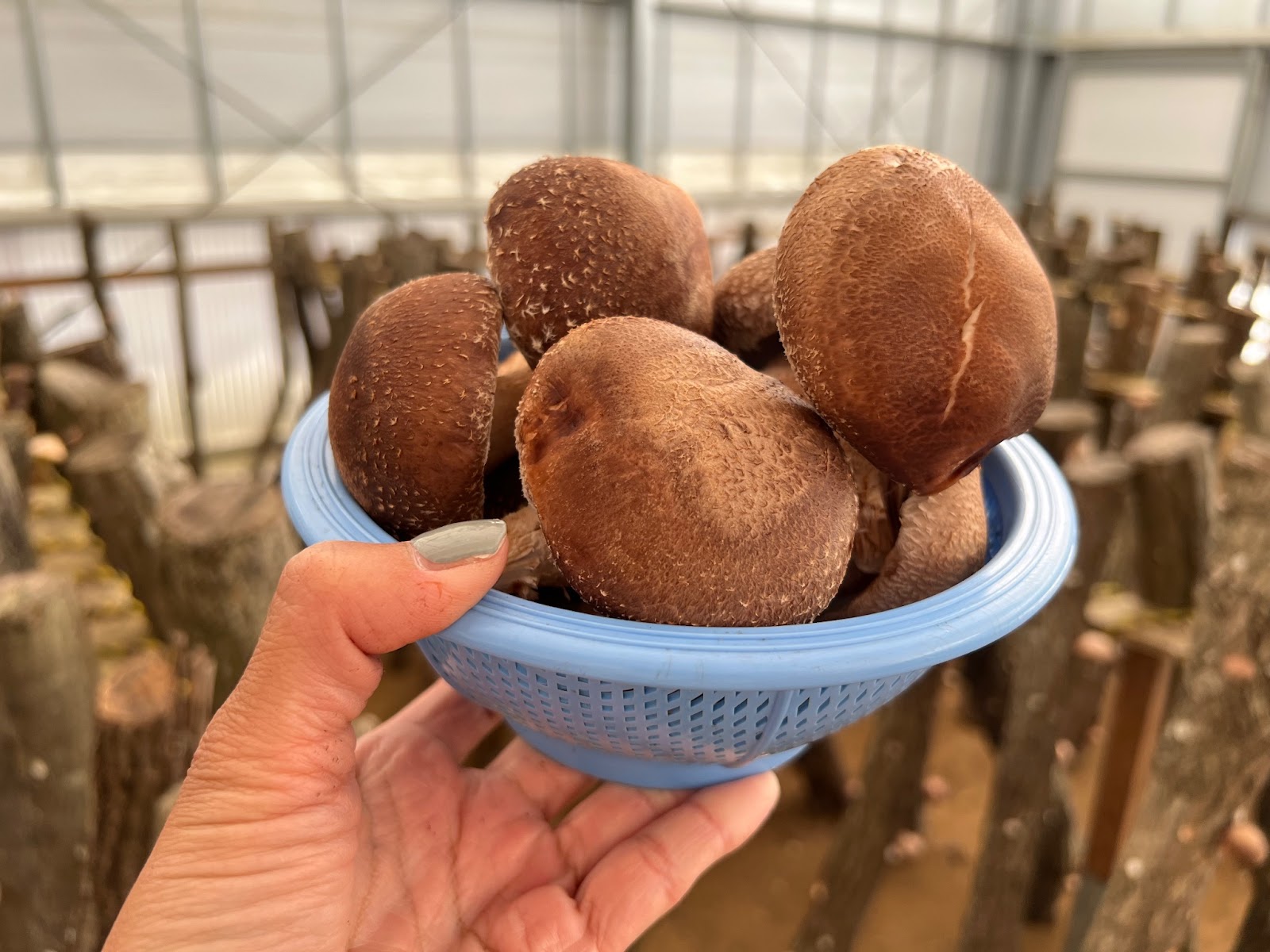 修善寺しいたけの里