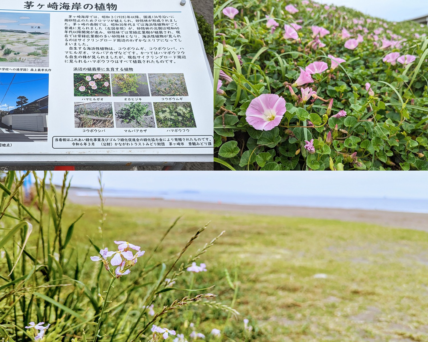 サザンビーチちがさき　植物