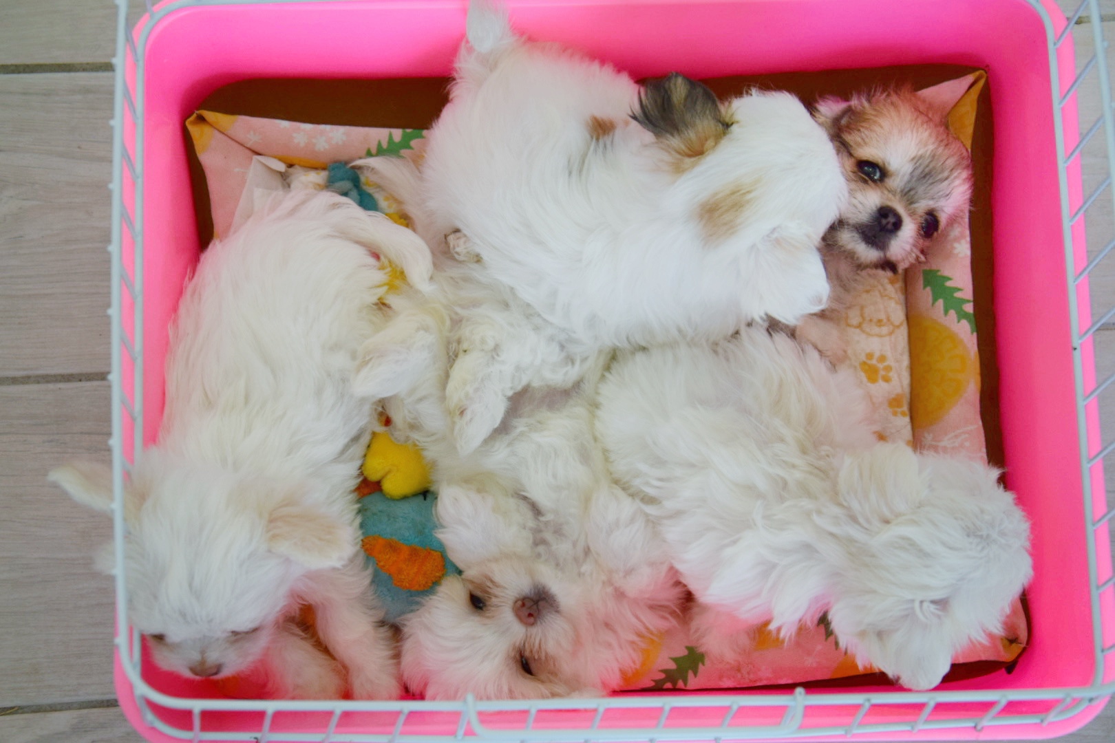 グリグリドッグカフェ_子犬