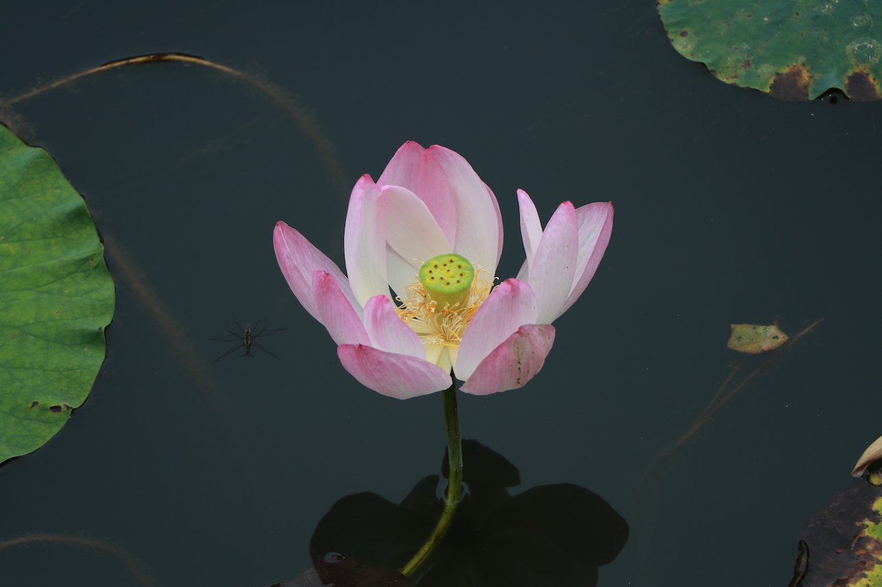 蓮華寺池公園