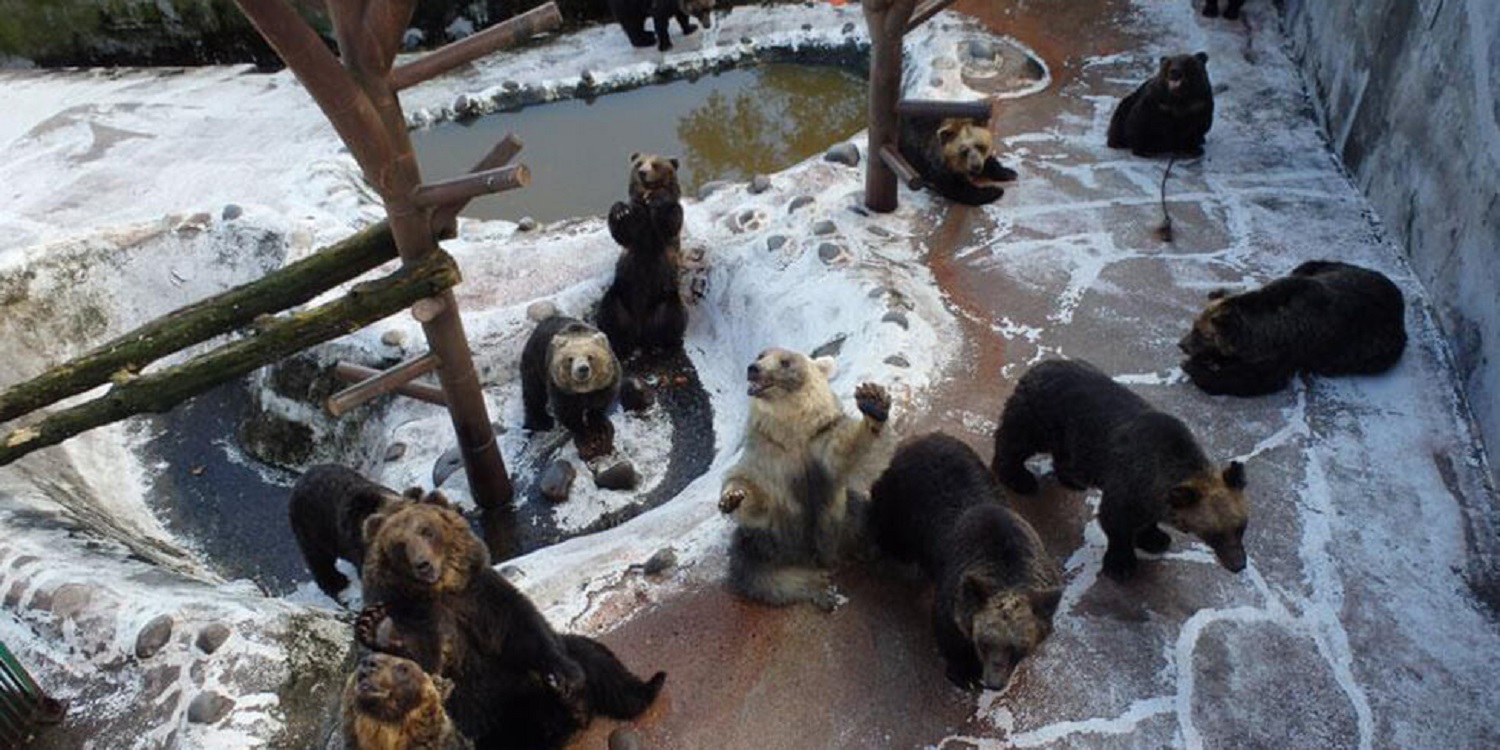 のぼりべつクマ牧場