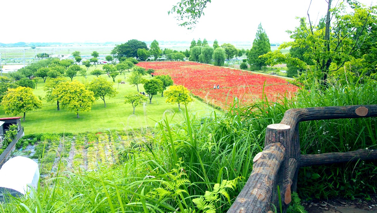 柏市あけぼの山農業公園展望台から見た花畑