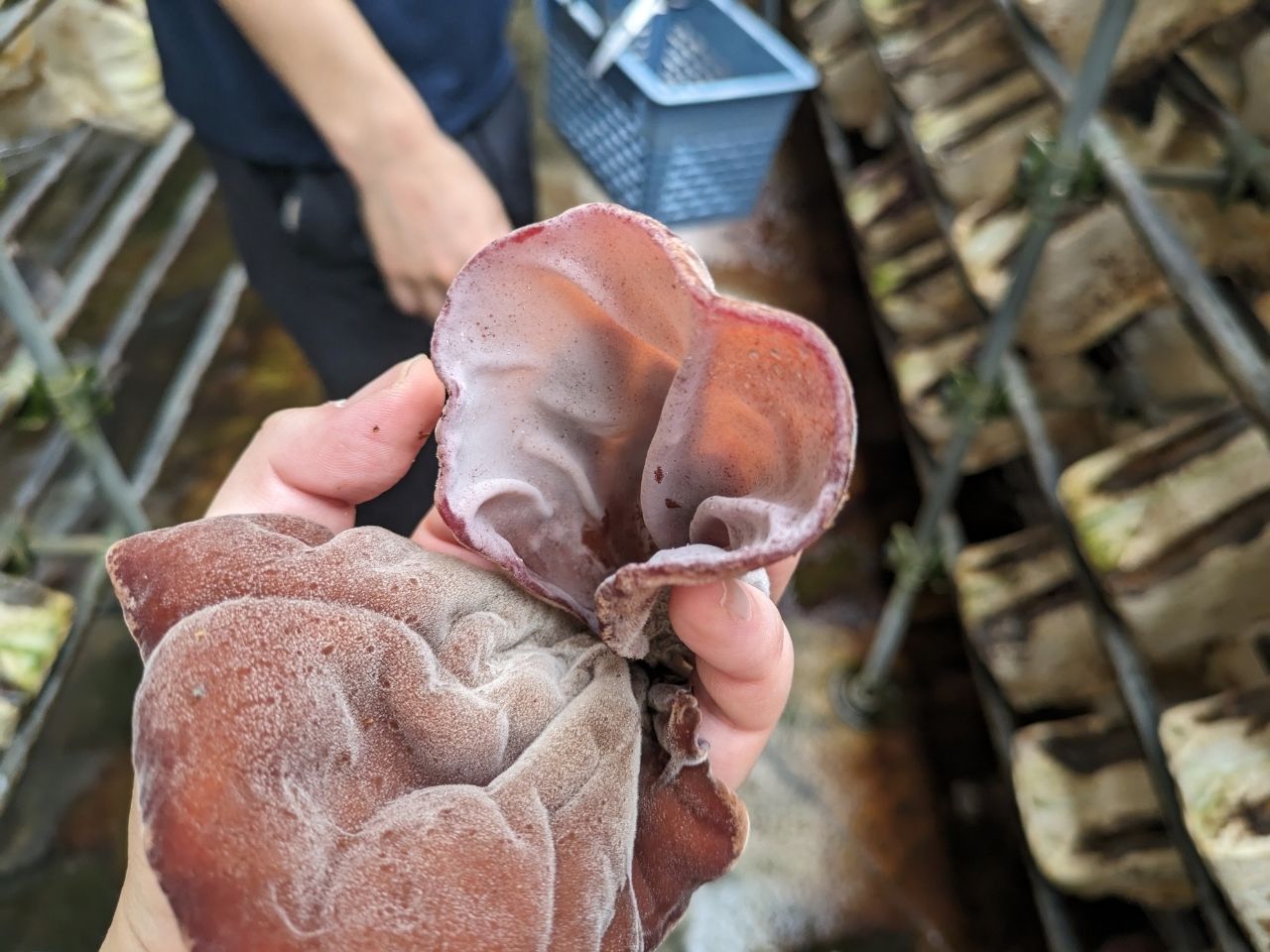 佐倉きのこ園のキクラゲ収穫の様子
