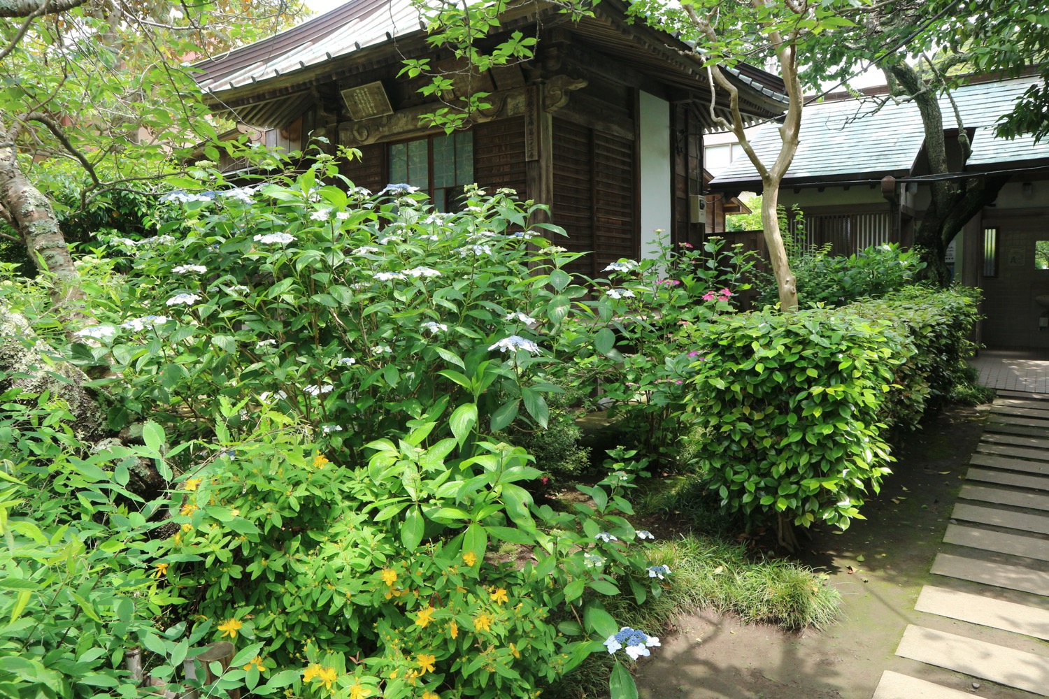 極楽寺 紫陽花