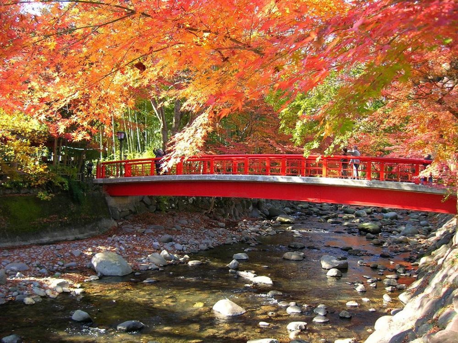 【2024年】秋の伊豆観光おすすめ10選！紅葉スポット情報もお届け