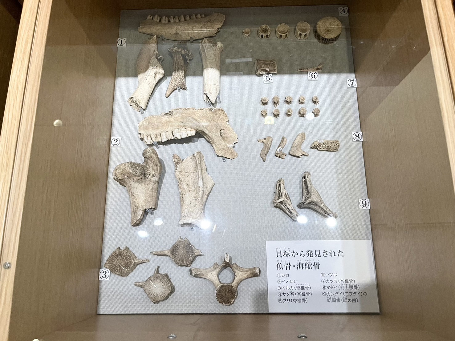 貝塚から出土した動物の骨