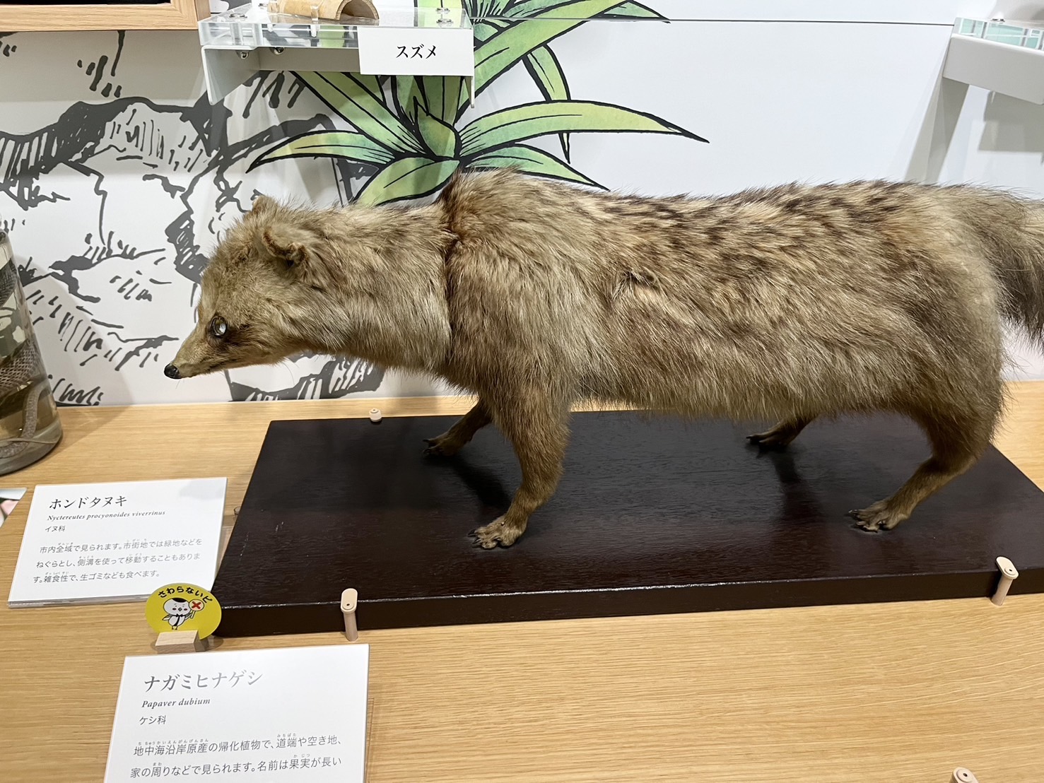 ホンドタヌキのはく製