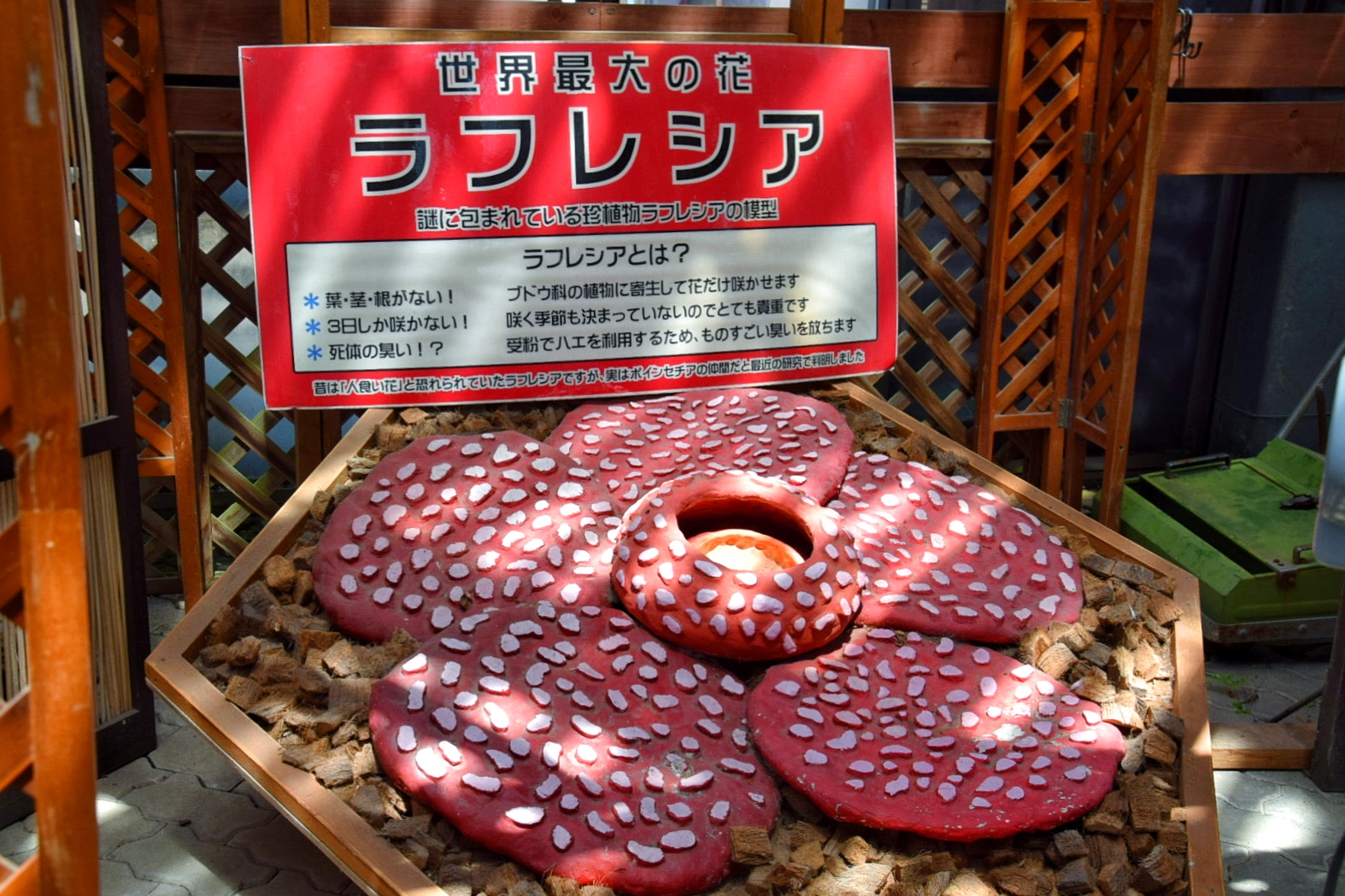 とちぎ花センター_温室_ラフレシア