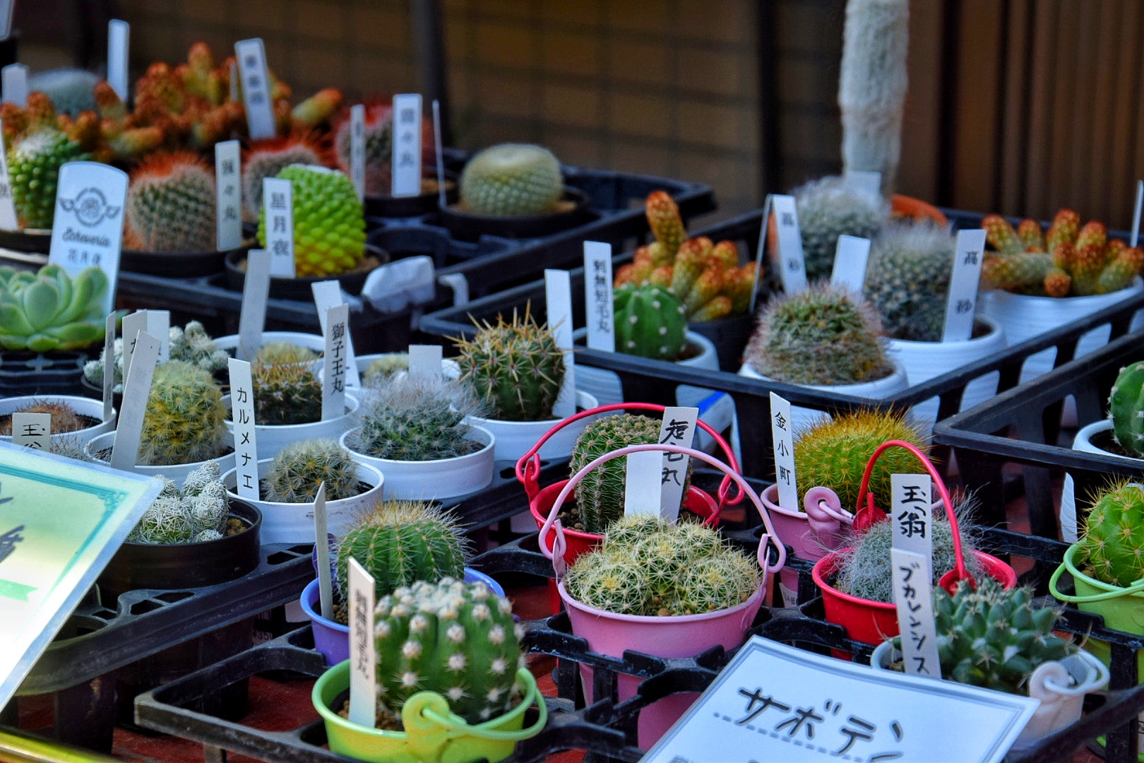 とちぎ花センター_とちはなちゃんのお花屋さん_多肉種