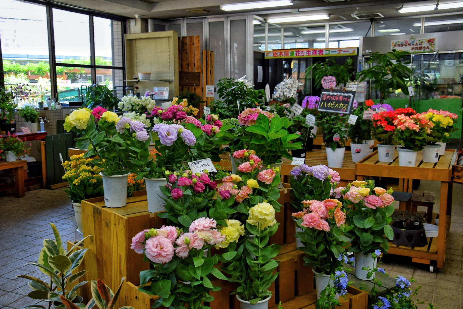 とちぎ花センター_とちはなちゃんのお花屋さん_店内