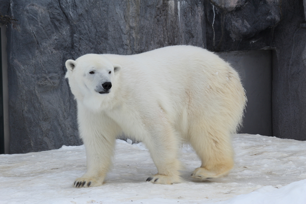 旭山動物園を楽しむバスツアー
