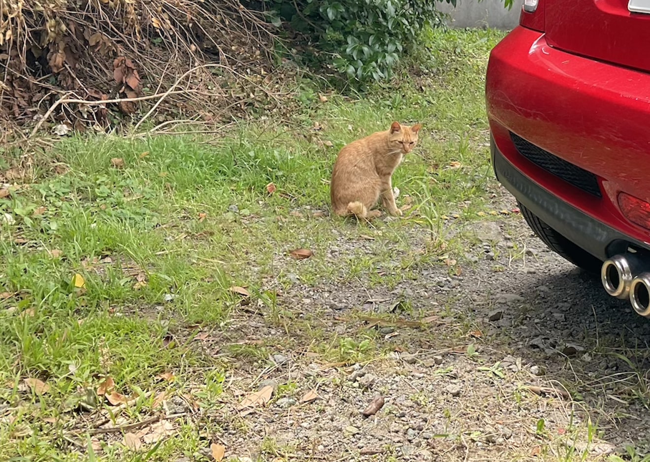 どんつく神社周辺猫