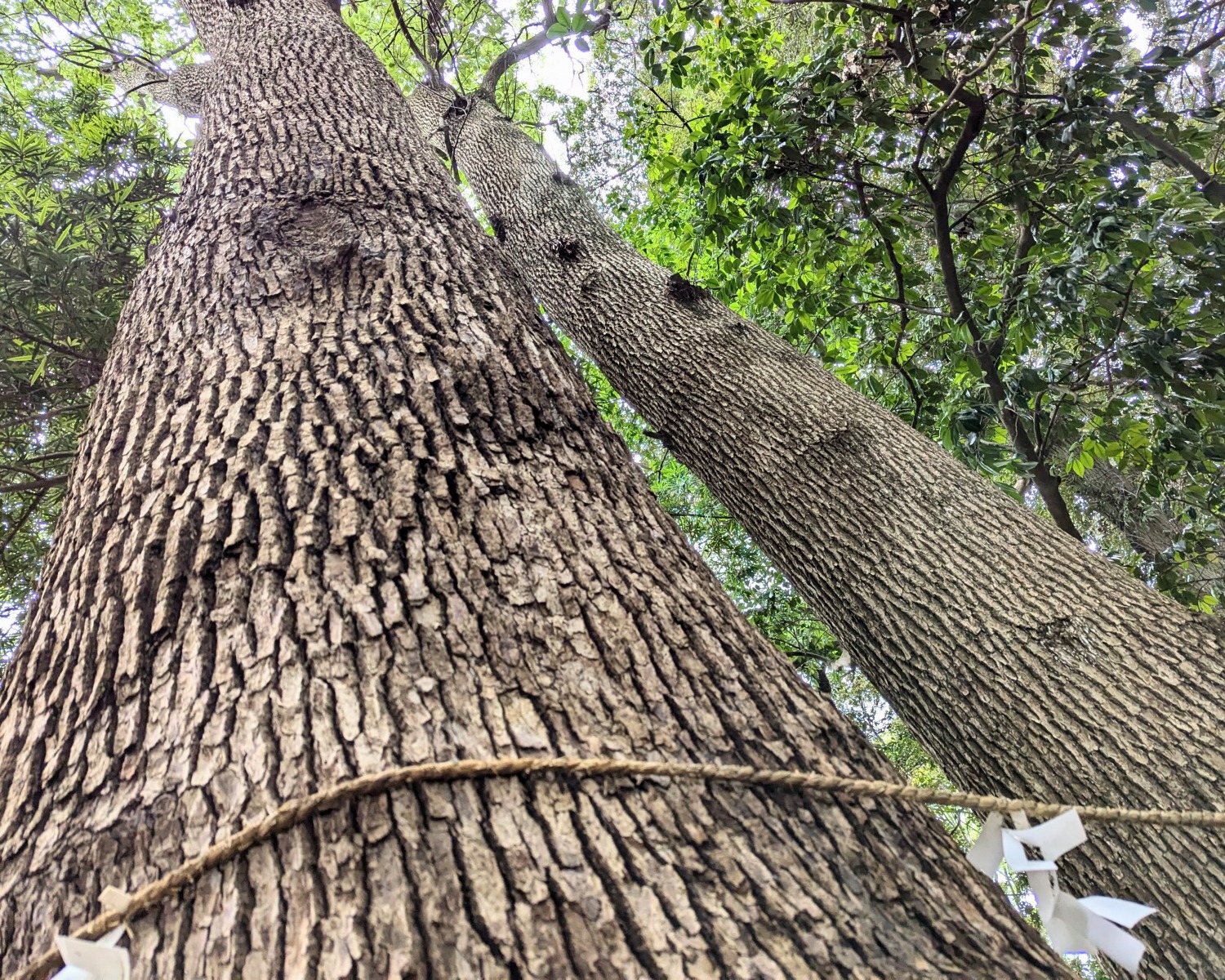 鶴嶺八幡宮　夫婦楠
