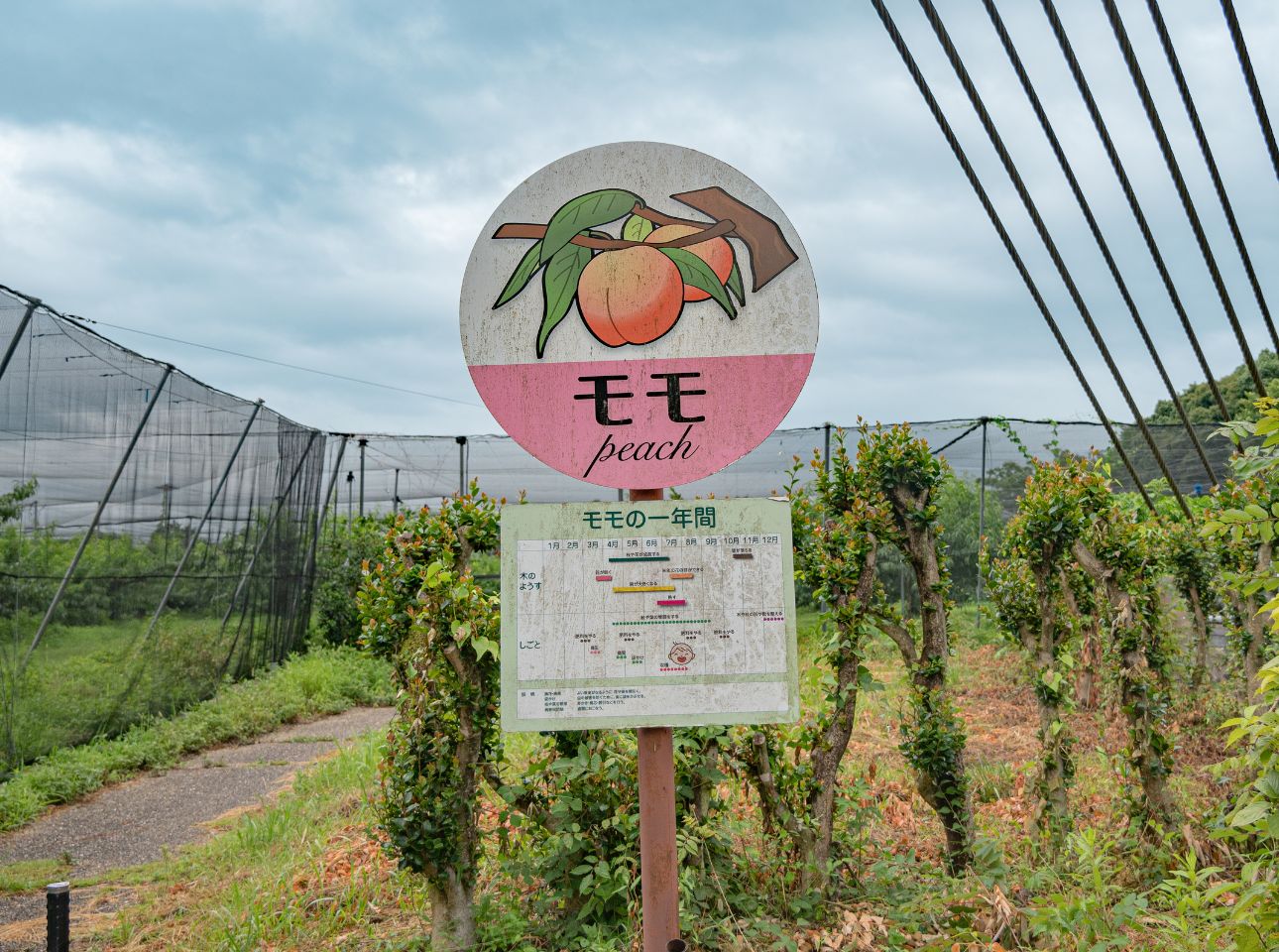 はままつフルーツパーク_桃狩り
