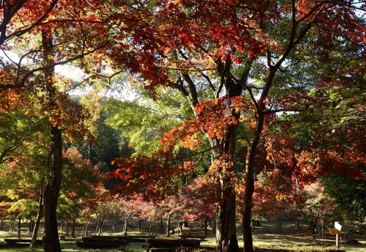 池峯もみじの郷