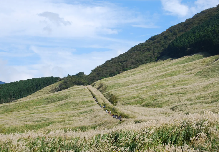仙石原すすき草原