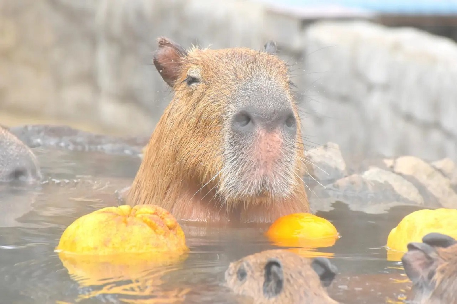 伊豆シャボテン動物公園