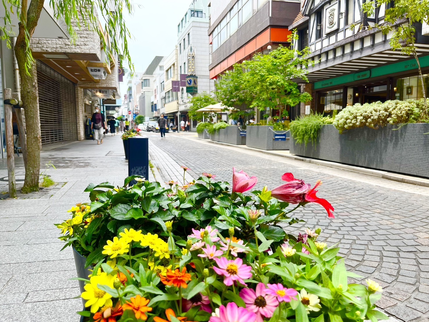 商店街に咲く花