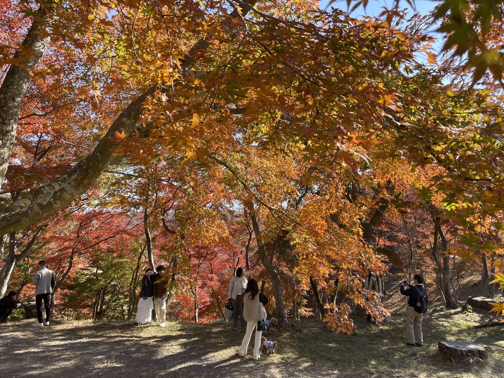 修善寺自然公園もみじ