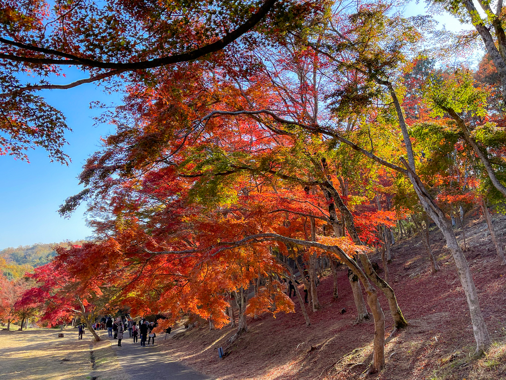 修善寺自然公園もみじ