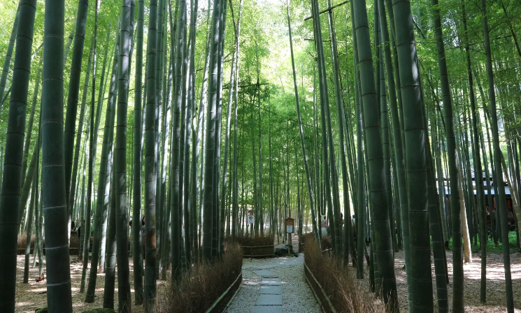 報国寺