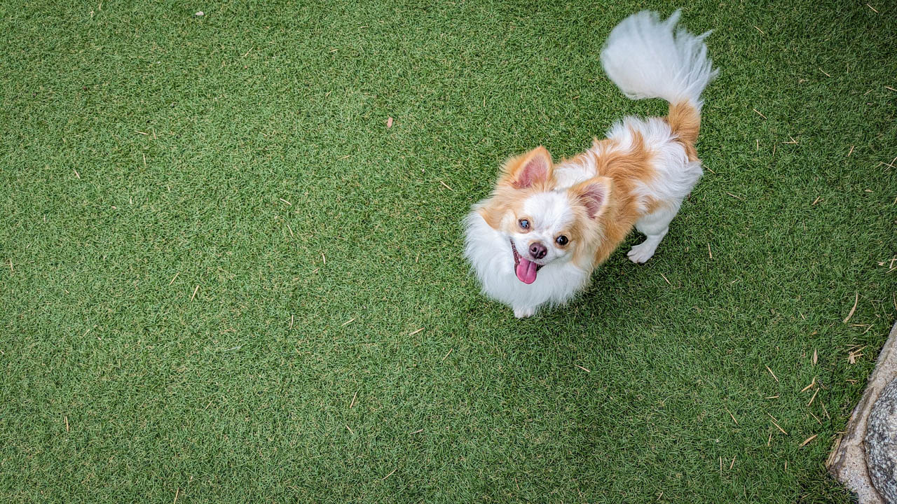 愛犬の駅０