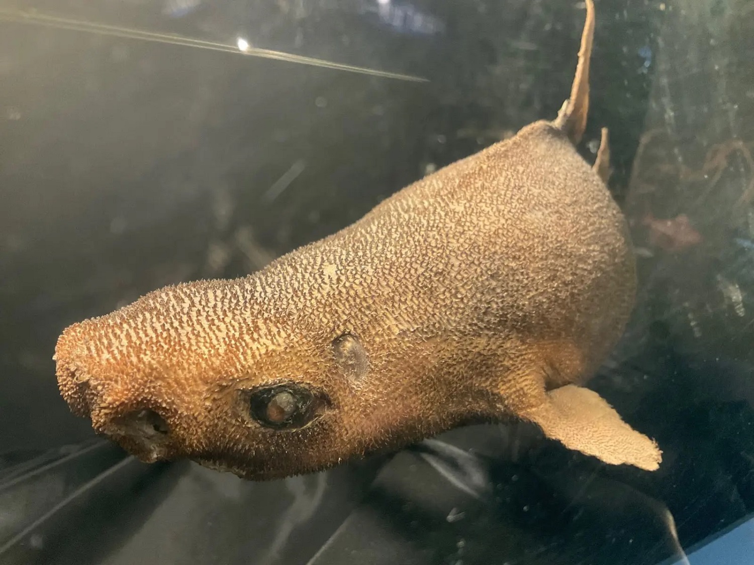 駿河湾深海生物館