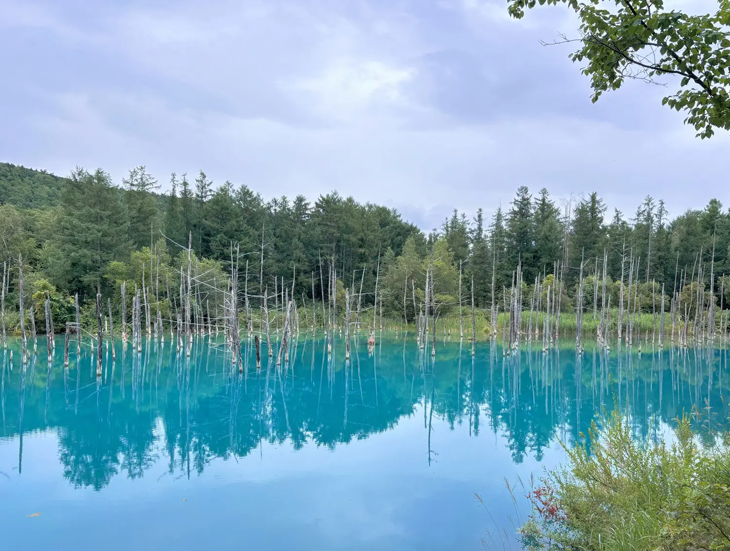 青い池（美瑛） 美瑛の青い池 – 実走北海道2nd