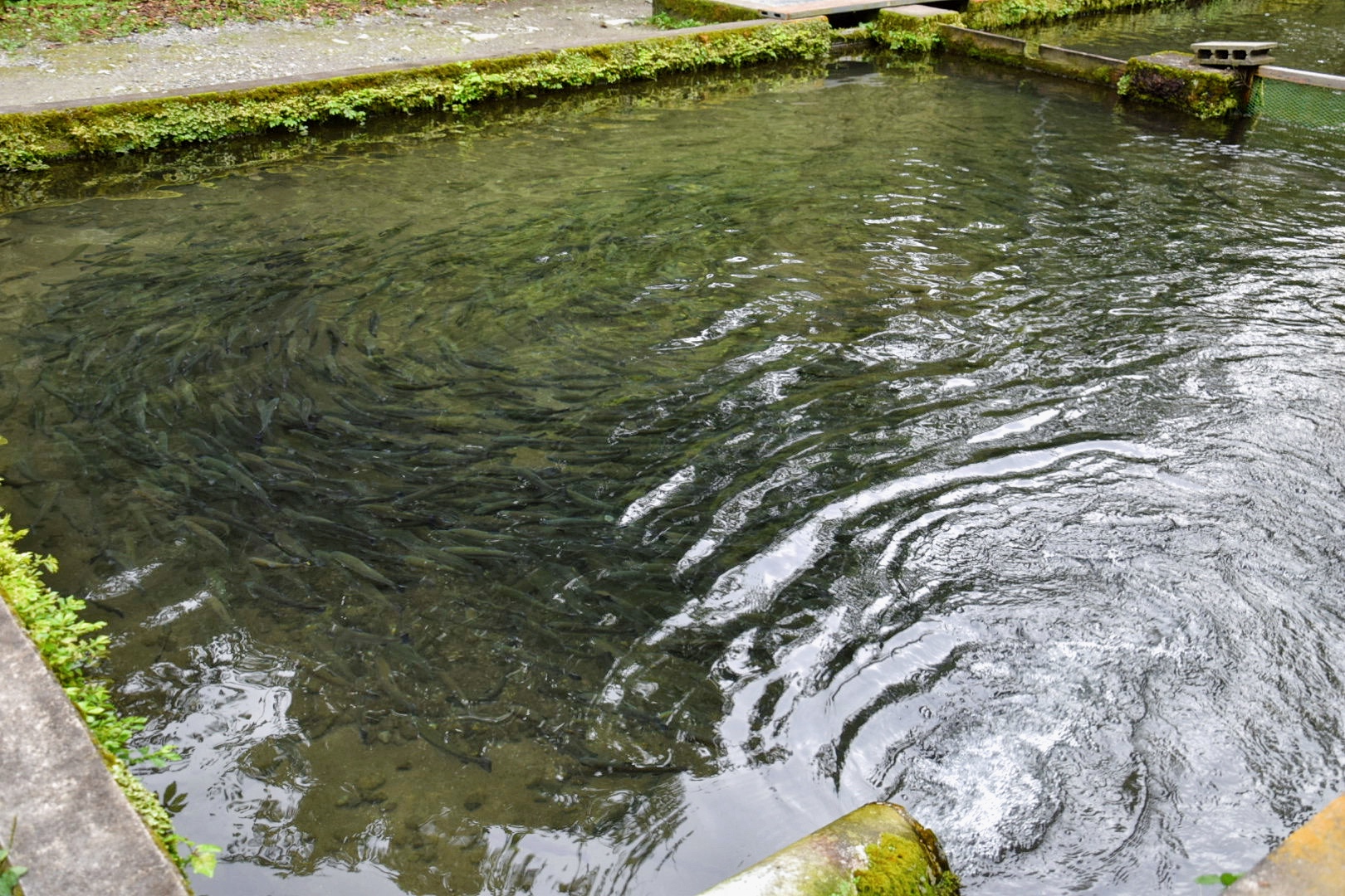 赤久縄_釣り堀