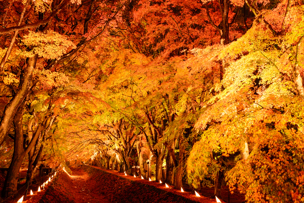 富士河口湖紅葉まつり2