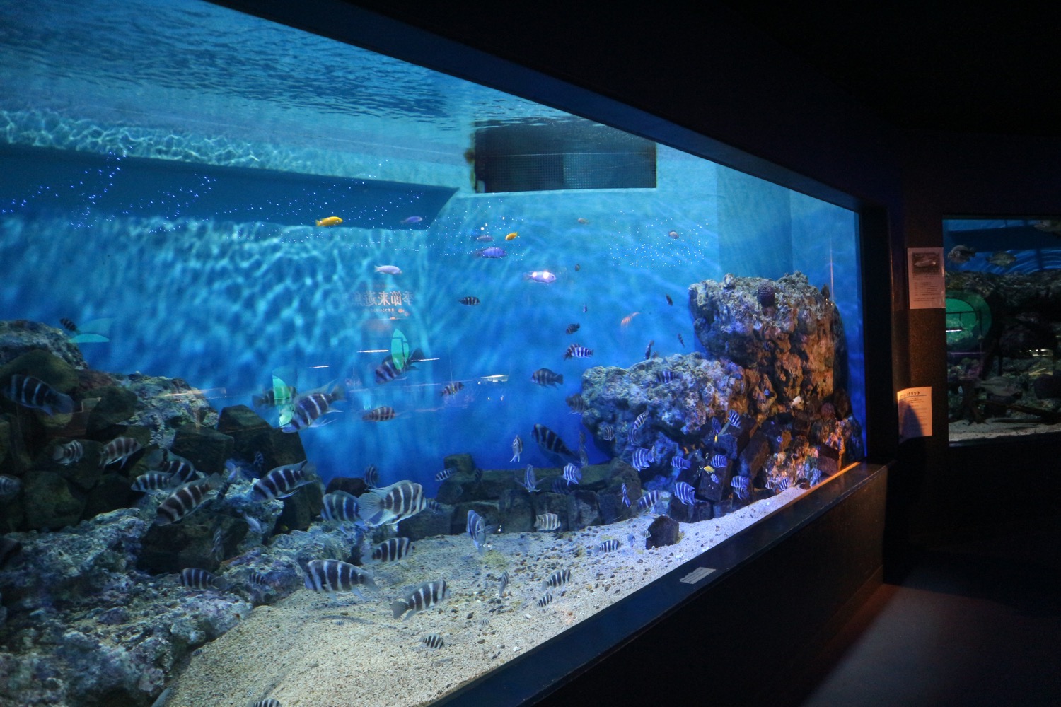 箱根園水族館4