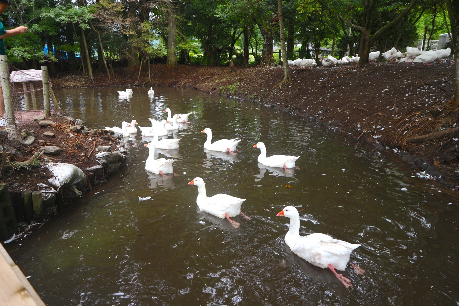 箱根園水族館5