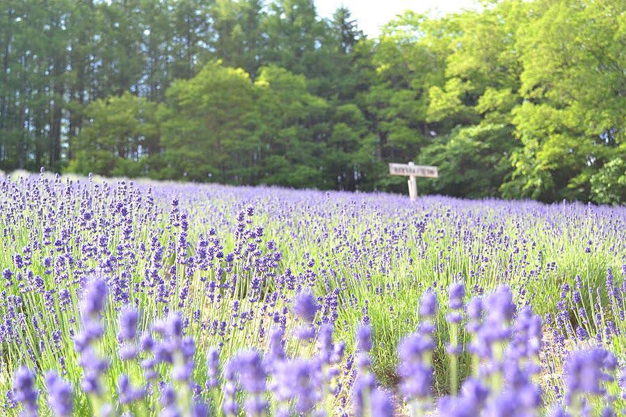NANAKAの花畑