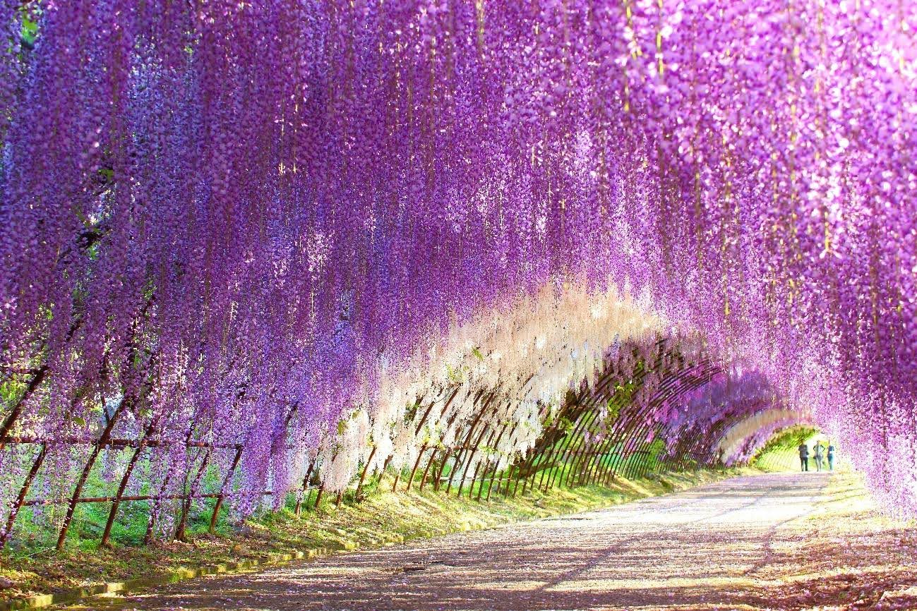 河内藤園