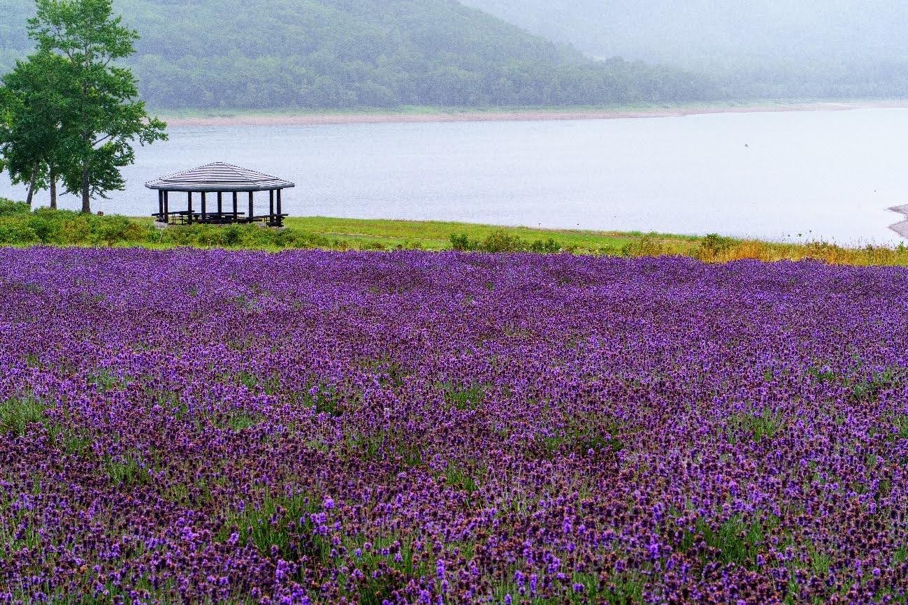 かなやま湖（金山ダム）