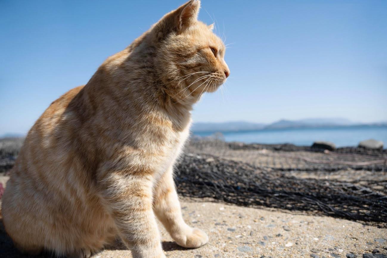相島（猫の島）
