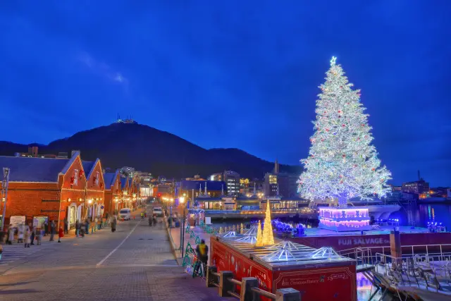 函館の街並みをツリーが照らす「2024 はこだてクリスマスファンタジー