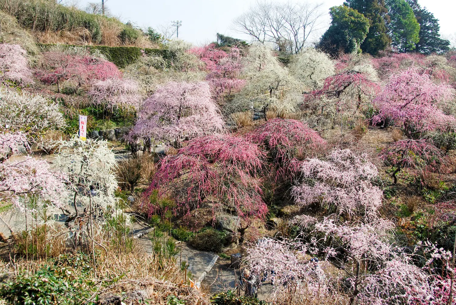 冬の静岡観光をガイド！温泉から幻想的なイルミネーションまでおすすめ15選