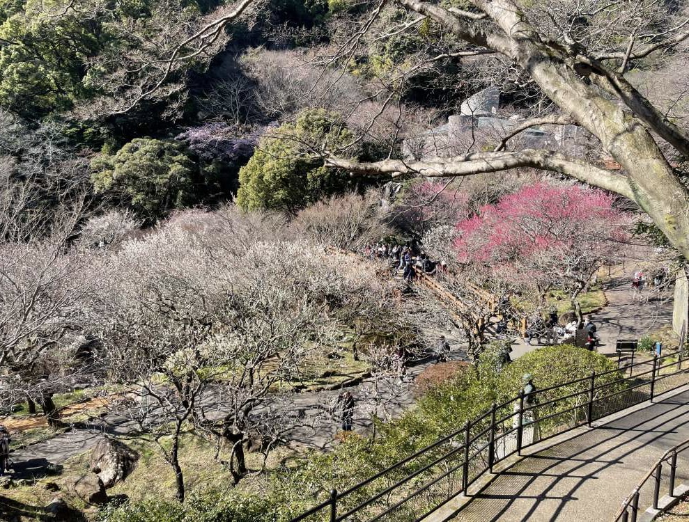 熱海梅園